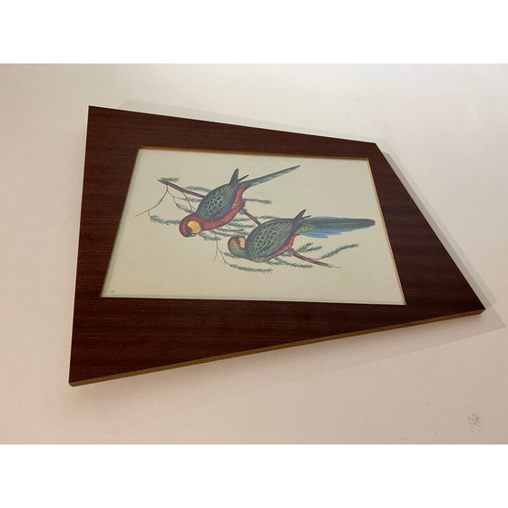 Image 1 of Vintage papegaaienschilderij door John en Elizabeth Gould, 1950