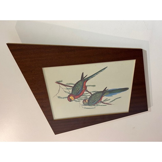 Image 1 of Vintage papegaaienschilderij door John en Elizabeth Gould, 1950