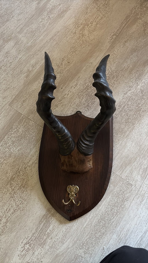 Antilope gewei op houten frame