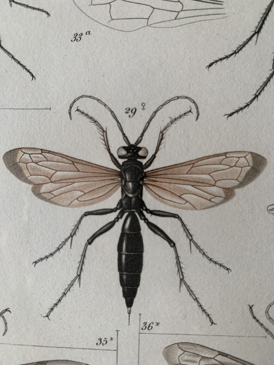 Image 1 of Lithografie : Insecten Van Madagascar