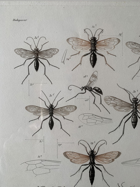 Image 1 of Lithografie : Insecten Van Madagascar