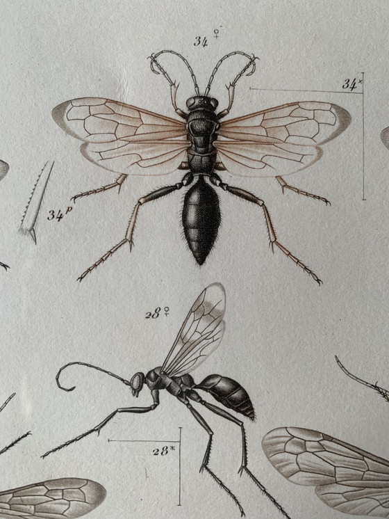 Image 1 of Lithografie : Insecten Van Madagascar