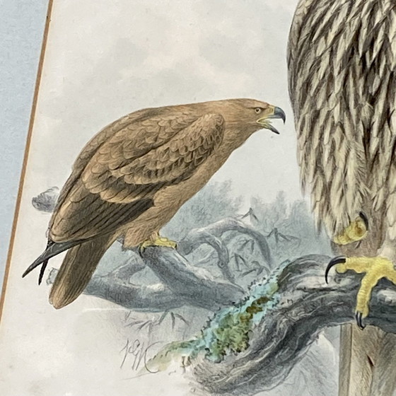 Image 1 of Frame Lithografie Onder Glas Tekening Van Henry Eeles Aquila Adalberti En Aquila Mogilnik (Adelaars)