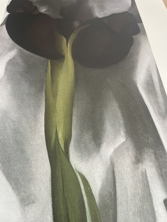 Image 1 of G. O'Keeffe (1887-1986), Dark Iris I, 1927, Copyright 1999- G.O'Keeffe/Sofam Belgique Editions Pierre D' Harville,