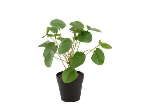 Kunststof Plant - Pilea Peperomioides 