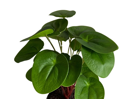 Image 1 of Kunststof Plant - Pilea Peperomioides 