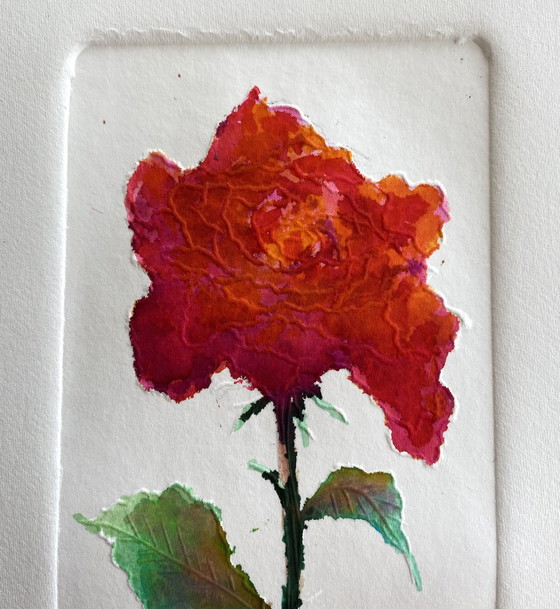 Image 1 of Hiddehidde - Spring Rose