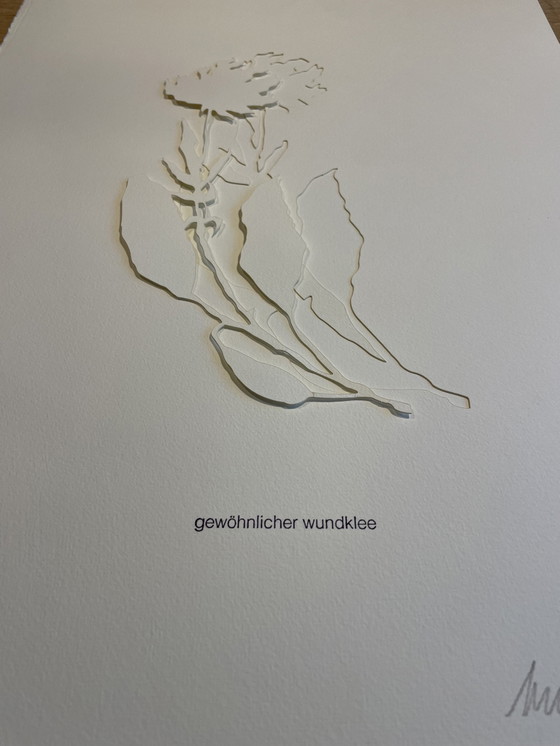 Image 1 of Jessica Toliver, Gewohnlicher Wundklee, gesigneerd papiersnijwerk is een van de slechts 50 Limited-Edition