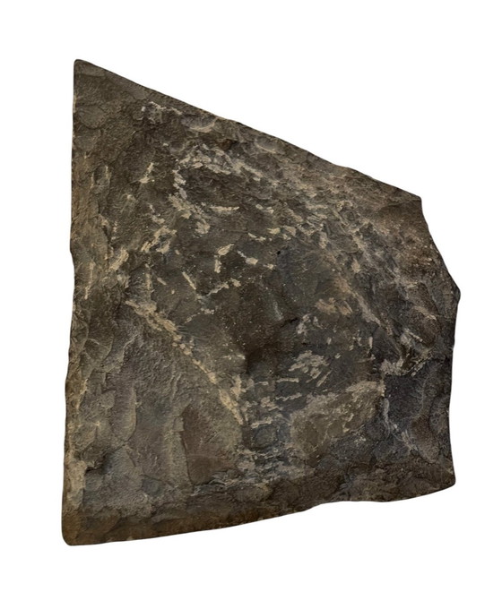 Image 1 of Uiterst Zeldzame Neolithische Rotsgravure 5000/10000 BC / Museumstuk