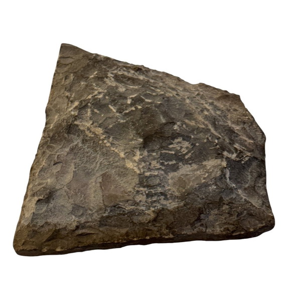 Image 1 of Uiterst Zeldzame Neolithische Rotsgravure 5000/10000 BC / Museumstuk