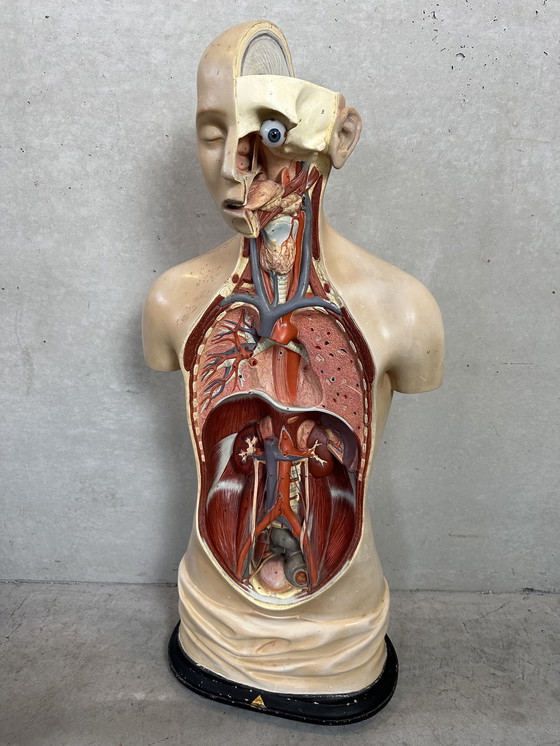 Image 1 of Antiek Anatomisch Model - Somso