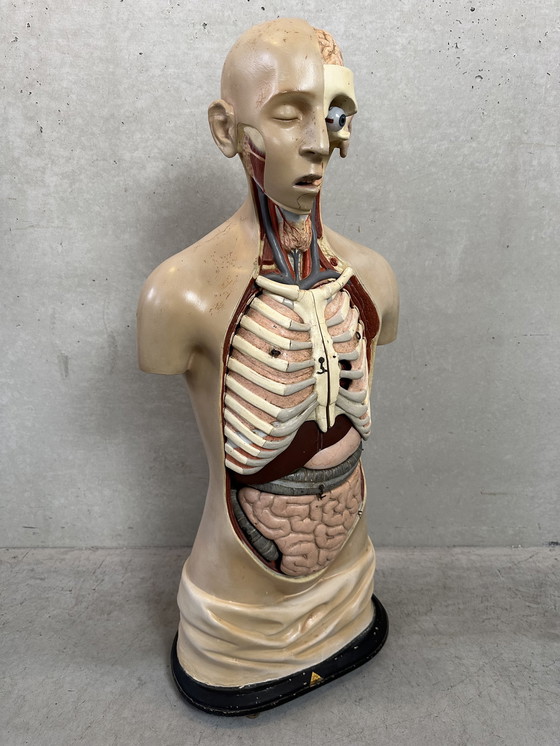 Image 1 of Antiek Anatomisch Model - Somso