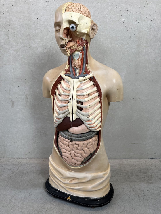 Image 1 of Antiek Anatomisch Model - Somso