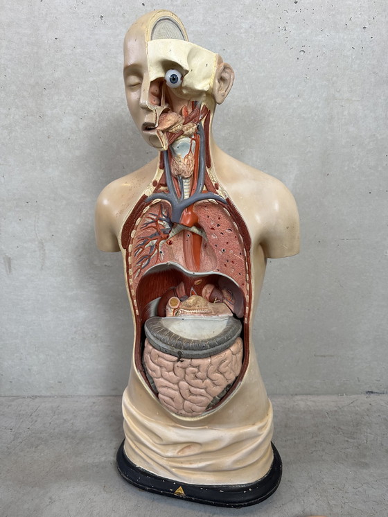 Image 1 of Antiek Anatomisch Model - Somso