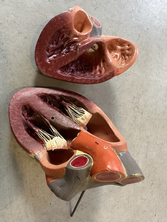 Image 1 of Antiek Anatomisch Model - Somso