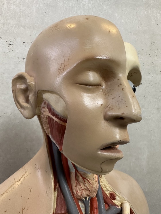 Image 1 of Antiek Anatomisch Model - Somso