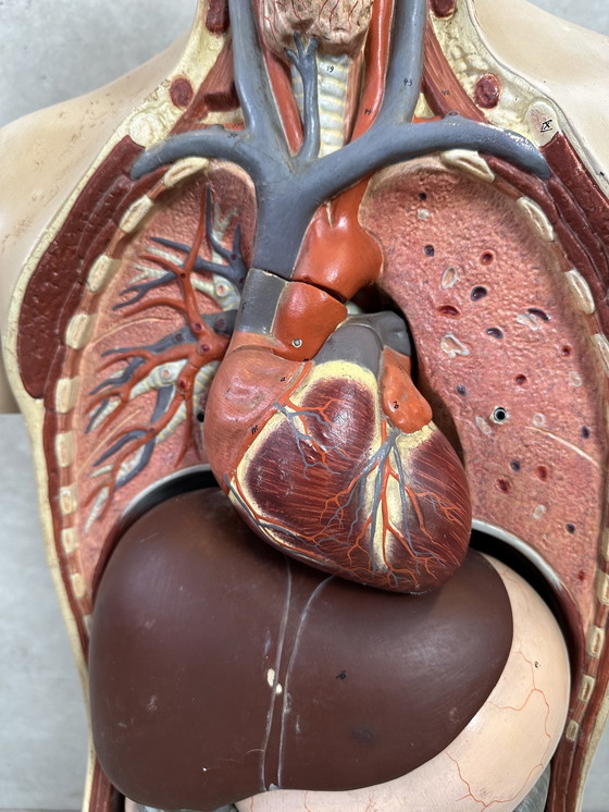 Image 1 of Antiek Anatomisch Model - Somso