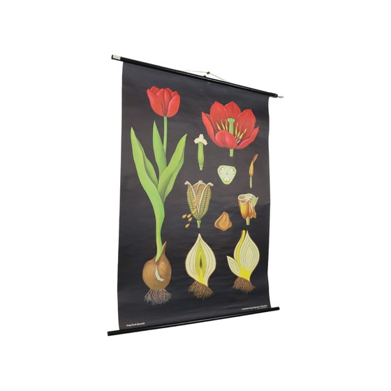 Image 1 of Grote Vintage Schoolkaart Tulpen