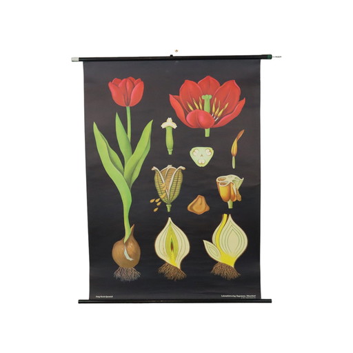 Grote Vintage Schoolkaart Tulpen