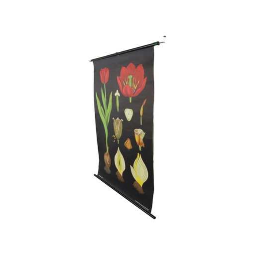 Grote Vintage Schoolkaart Tulpen