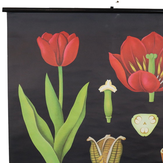 Image 1 of Grote Vintage Schoolkaart Tulpen