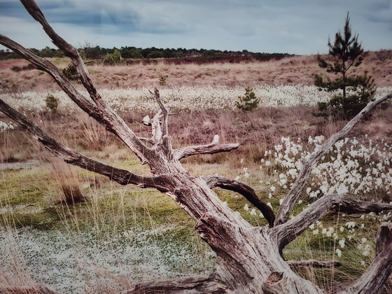 Image 1 of Foto op plexiglas met aluminium