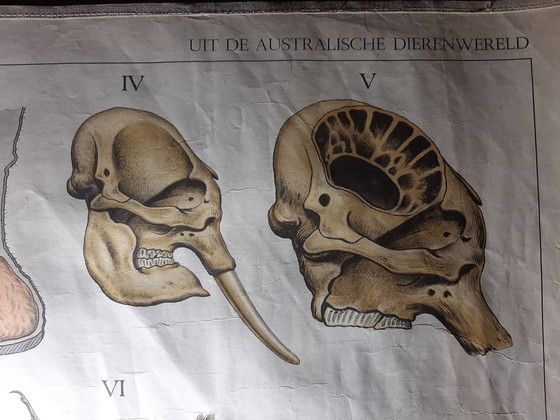 Image 1 of Schoolplaat ´De Australische Dierenwereld´