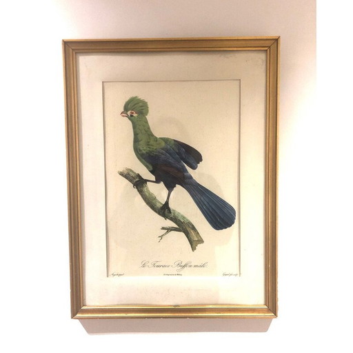 Vintage vogelgravure, 1950