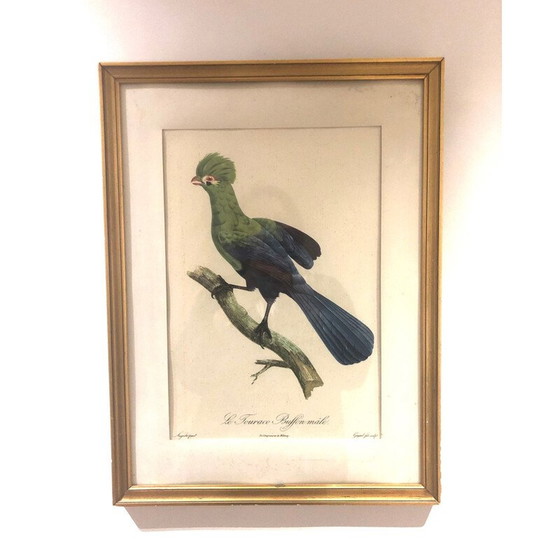 Image 1 of Vintage vogelgravure, 1950