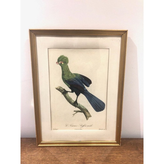 Image 1 of Vintage vogelgravure, 1950