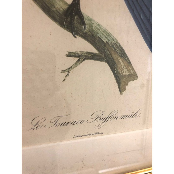 Image 1 of Vintage vogelgravure, 1950