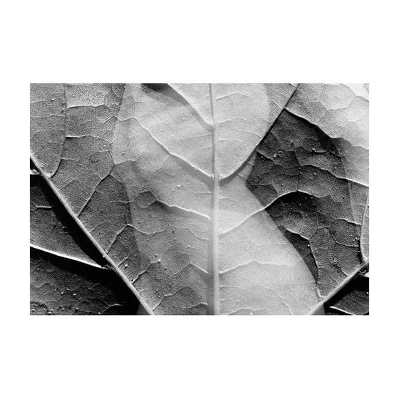 Image 1 of Vintage zilveren schilderij natural movements 06 van Meïdhy Bichon, 2019