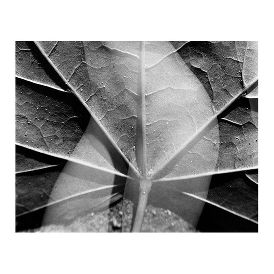 Image 1 of Vintage zilveren schilderij natural movements 06 van Meïdhy Bichon, 2019