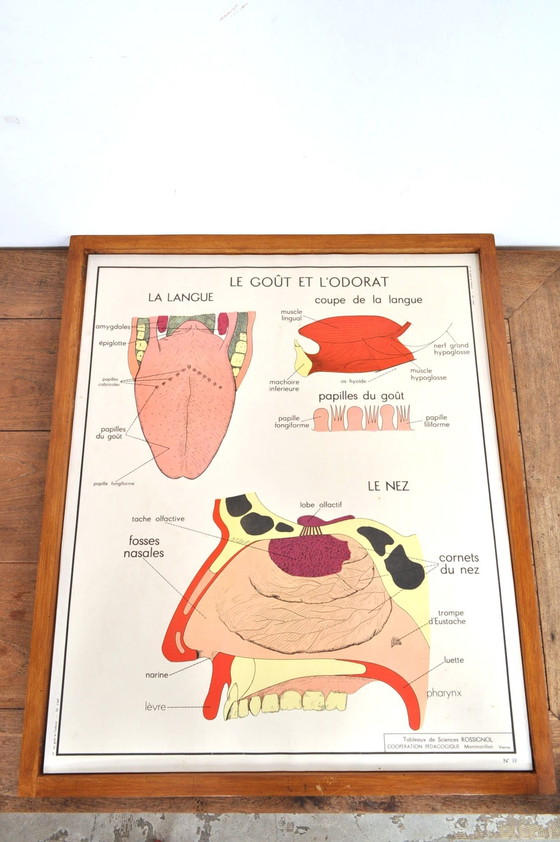 Image 1 of Vintage Wissellijst Anatomie Met 11 Dubbelzijdige Platen 