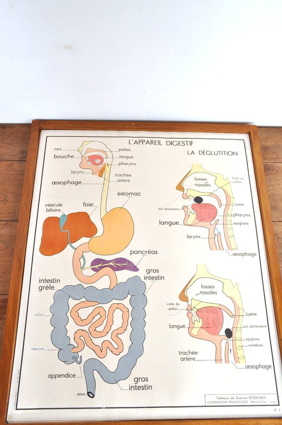 Image 1 of Vintage Wissellijst Anatomie Met 11 Dubbelzijdige Platen 