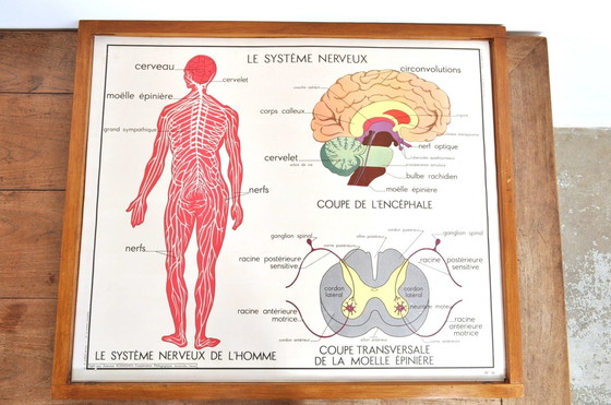 Image 1 of Vintage Wissellijst Anatomie Met 11 Dubbelzijdige Platen 