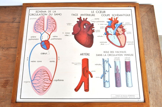 Image 1 of Vintage Wissellijst Anatomie Met 11 Dubbelzijdige Platen 