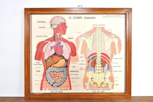 Vintage Wissellijst Anatomie Met 11 Dubbelzijdige Platen 