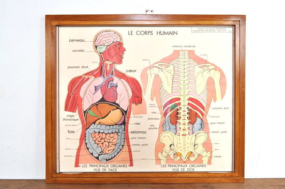 Image 1 of Vintage Wissellijst Anatomie Met 11 Dubbelzijdige Platen 