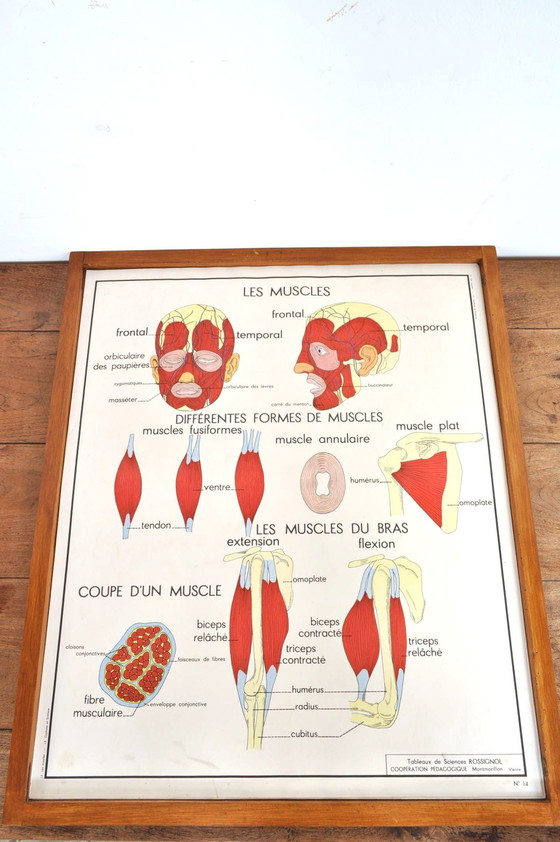 Image 1 of Vintage Wissellijst Anatomie Met 11 Dubbelzijdige Platen 