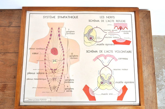 Image 1 of Vintage Wissellijst Anatomie Met 11 Dubbelzijdige Platen 