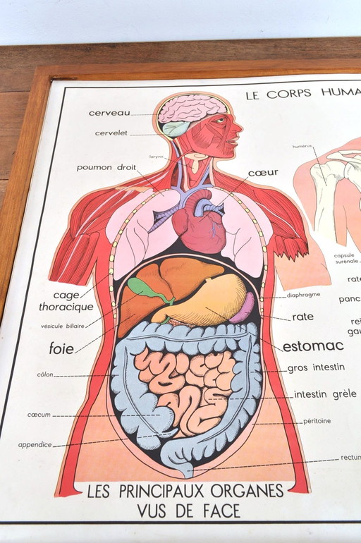 Vintage Wissellijst Anatomie Met 11 Dubbelzijdige Platen 