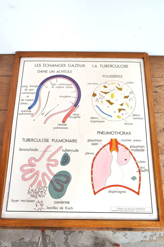 Image 1 of Vintage Wissellijst Anatomie Met 11 Dubbelzijdige Platen 