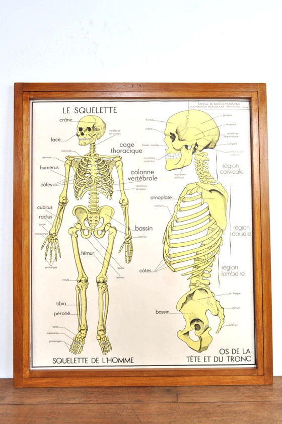 Image 1 of Vintage Wissellijst Anatomie Met 11 Dubbelzijdige Platen 