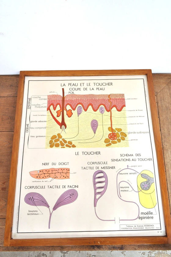 Image 1 of Vintage Wissellijst Anatomie Met 11 Dubbelzijdige Platen 