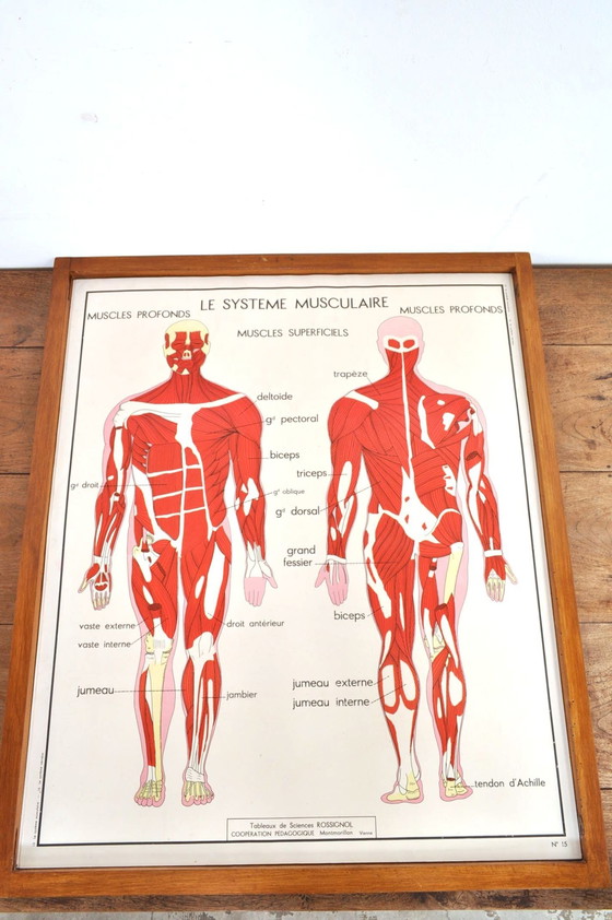 Image 1 of Vintage Wissellijst Anatomie Met 11 Dubbelzijdige Platen 