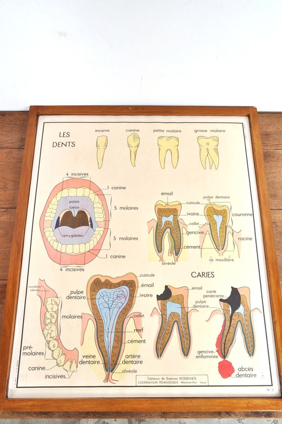 Image 1 of Vintage Wissellijst Anatomie Met 11 Dubbelzijdige Platen 