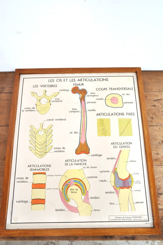 Image 1 of Vintage Wissellijst Anatomie Met 11 Dubbelzijdige Platen 