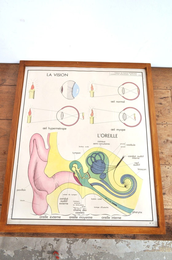 Image 1 of Vintage Wissellijst Anatomie Met 11 Dubbelzijdige Platen 