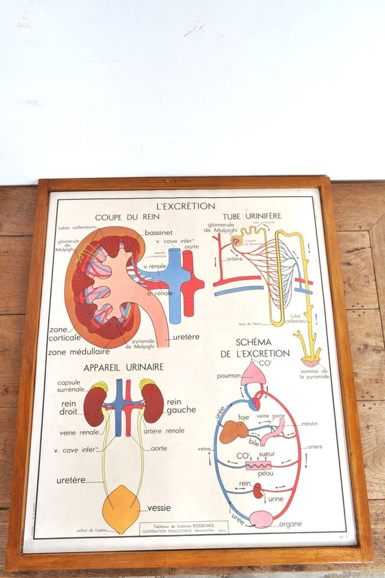 Image 1 of Vintage Wissellijst Anatomie Met 11 Dubbelzijdige Platen 